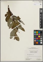 Foto von Salix planifolia Pursh